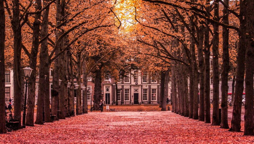 Taxi Voorhout